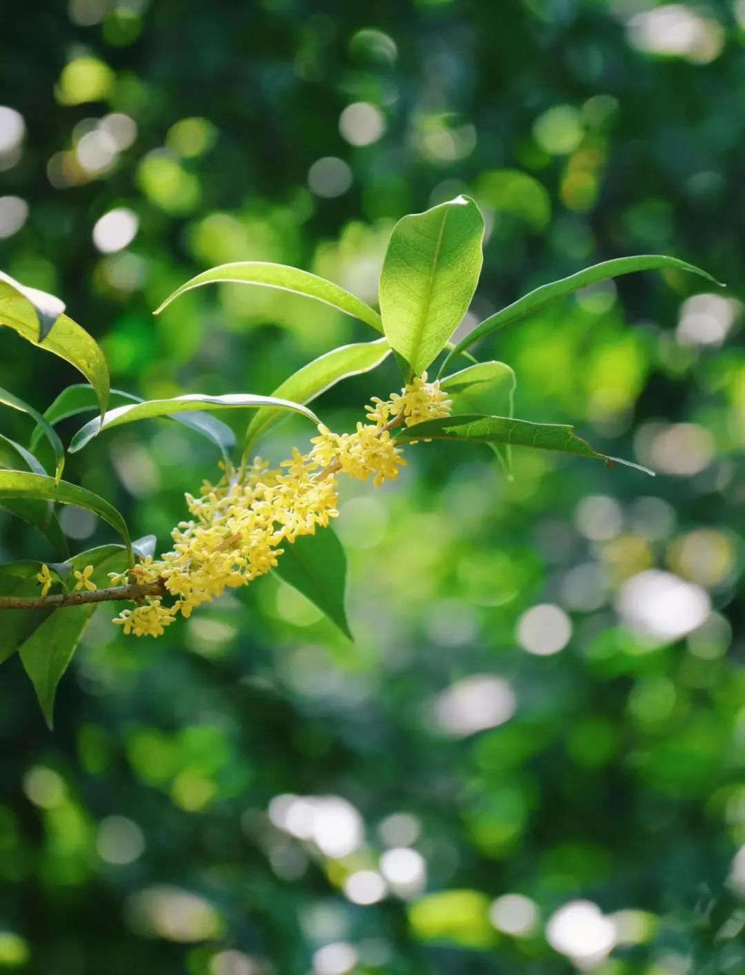 秋天怎么拍桂花？4个拍照技巧，拍出好看的桂花图片